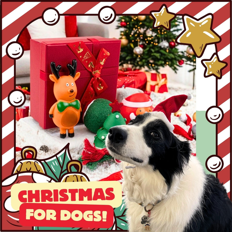 Close-Up of TEGAL Christmas Dog Toys in Festive Stocking Package